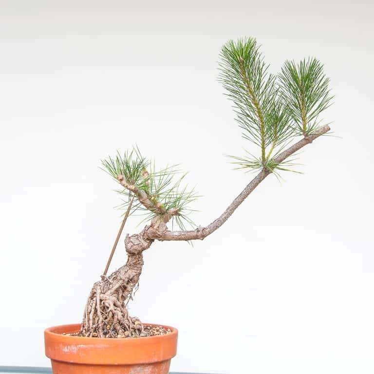 图解 黑松盆景7年半的修剪过程