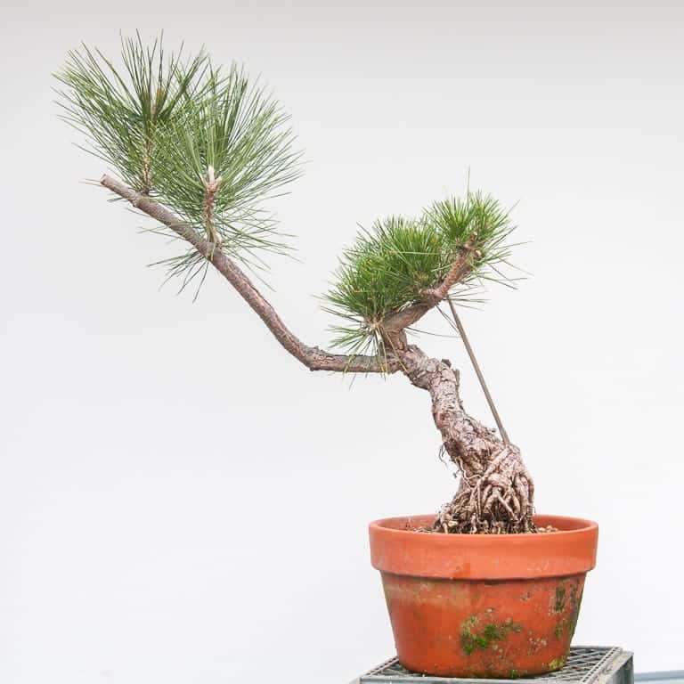 图解 黑松盆景7年半的修剪过程