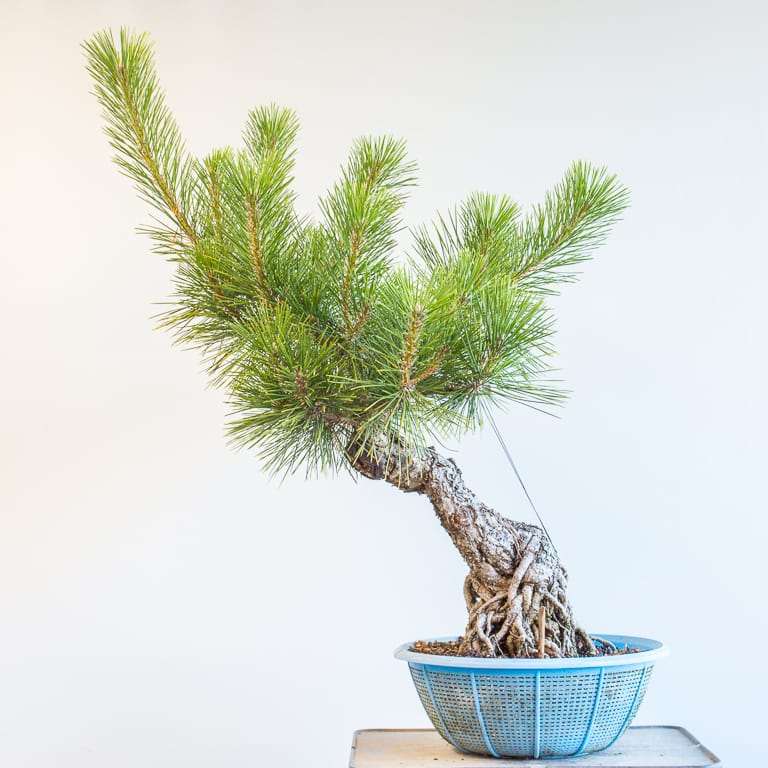 图解 黑松盆景7年半的修剪过程