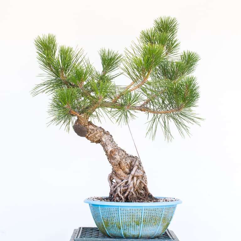 图解 黑松盆景7年半的修剪过程