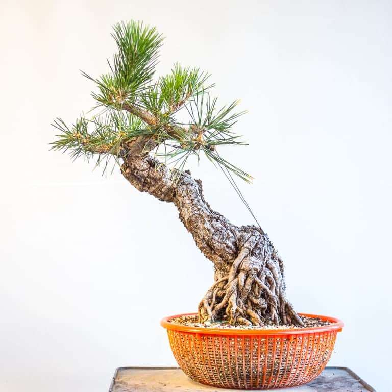 图解 黑松盆景7年半的修剪过程