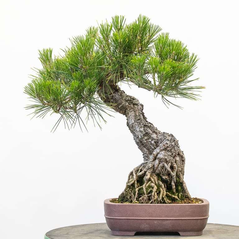 图解 黑松盆景7年半的修剪过程