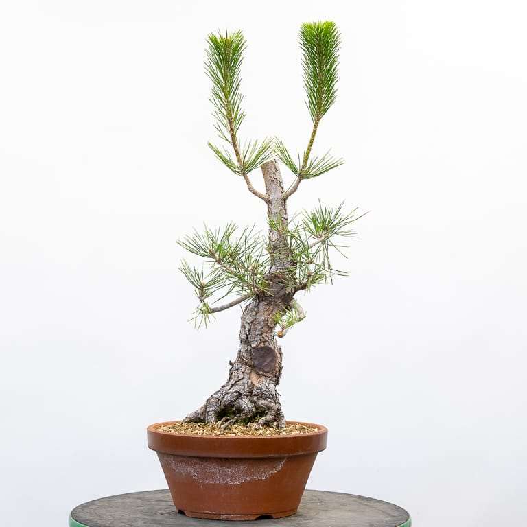 怎么修剪黑松盆景 前后对比 图片