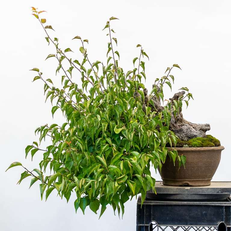 老外怎么修剪乌梅盆景的3个步骤 图片