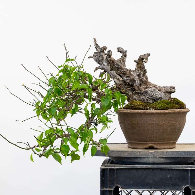 老外怎么修剪乌梅盆景的3个步骤 图片