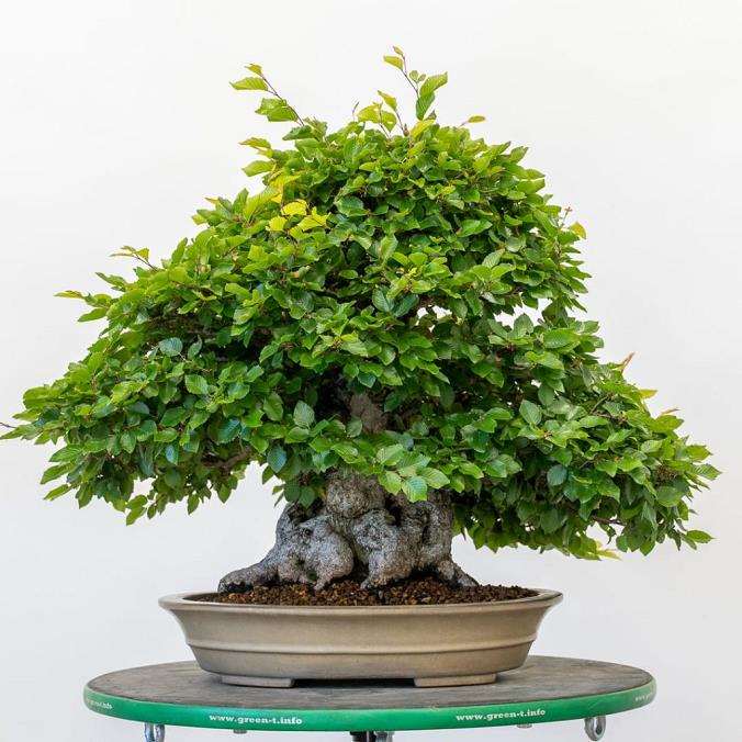 老外修剪韩国角树盆景 前后 对比图片