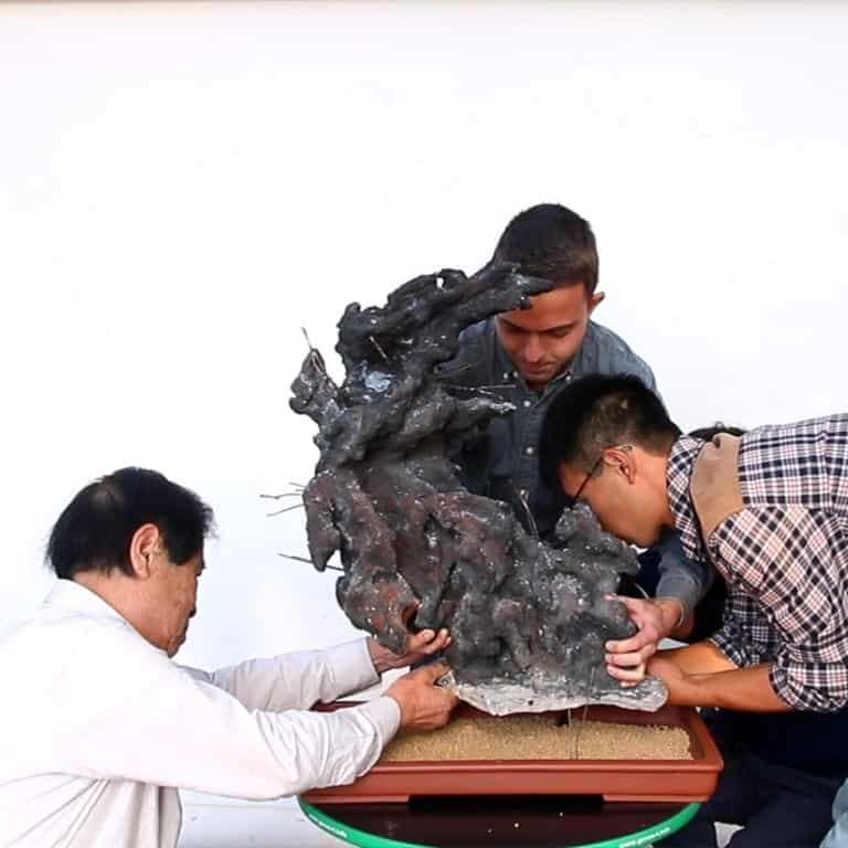 木村正彦的盆景在线课程