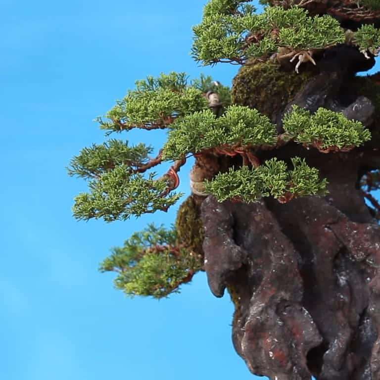 木村正彦的盆景在线课程