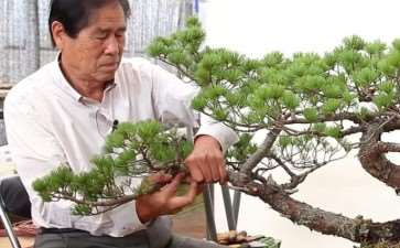 木村正彦的盆景在线课程有哪些 图片