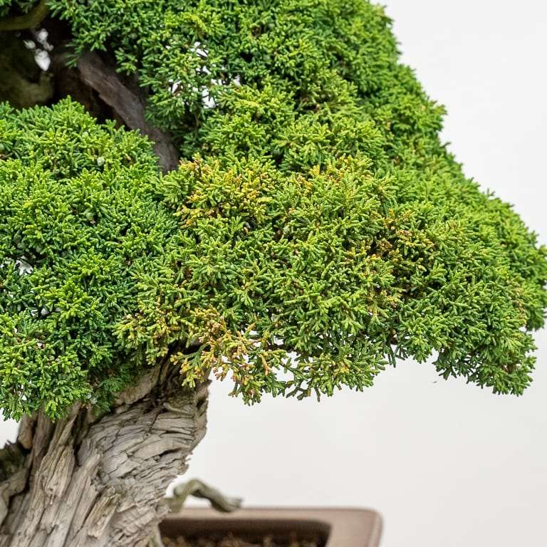 杜松盆景有黄枝条怎么养护的方法 图片