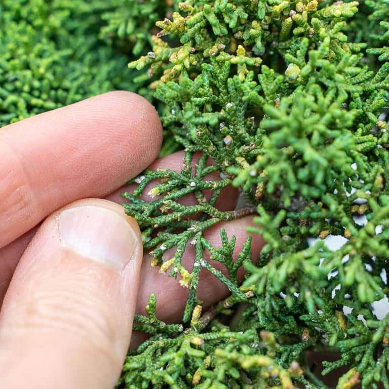 杜松盆景有黄枝条怎么养护的方法 图片