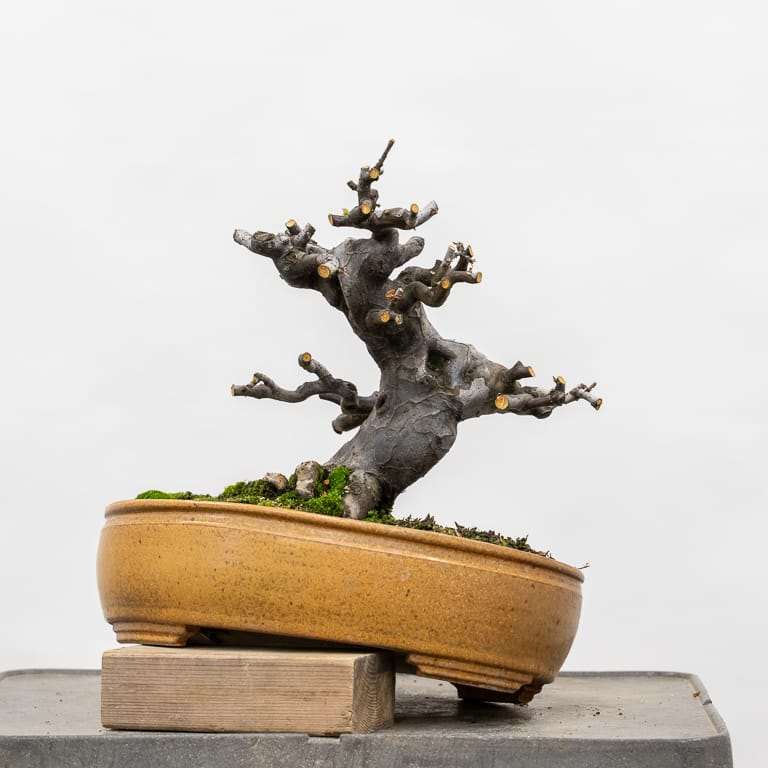 老外修剪木瓜盆景树枝 前后 对比图片