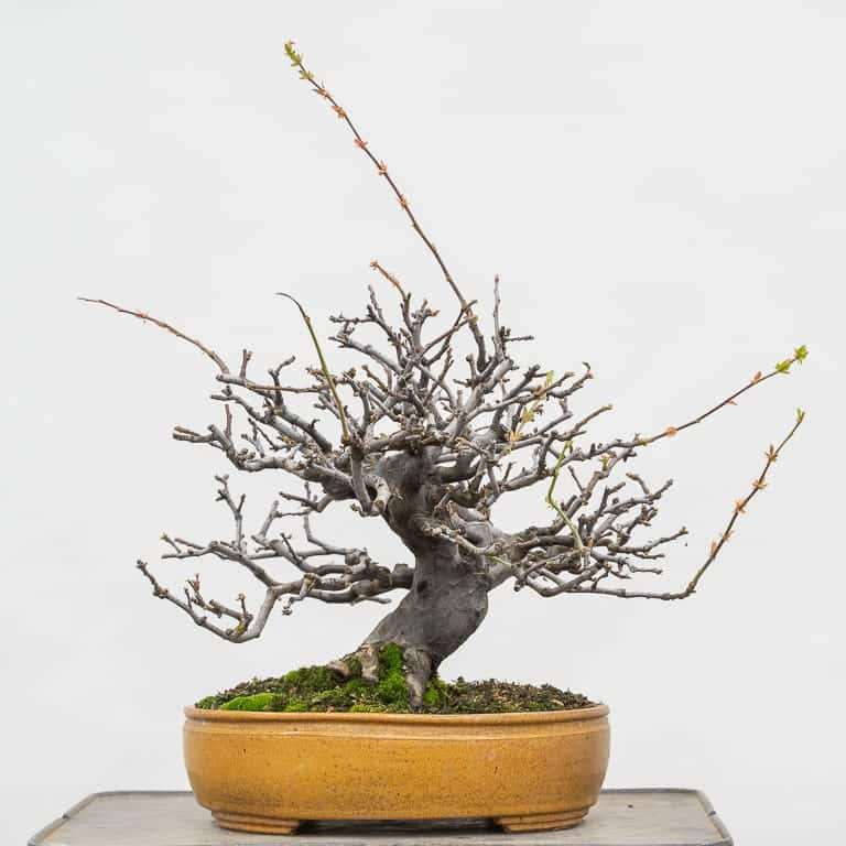 老外修剪木瓜盆景树枝 前后 对比图片