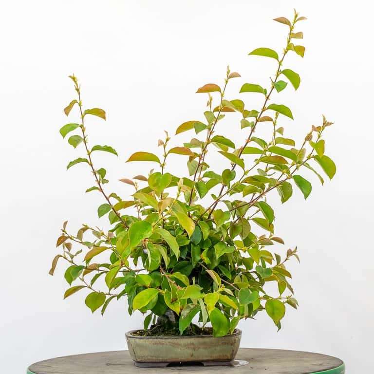 老外修剪木瓜盆景树枝 前后 对比图片