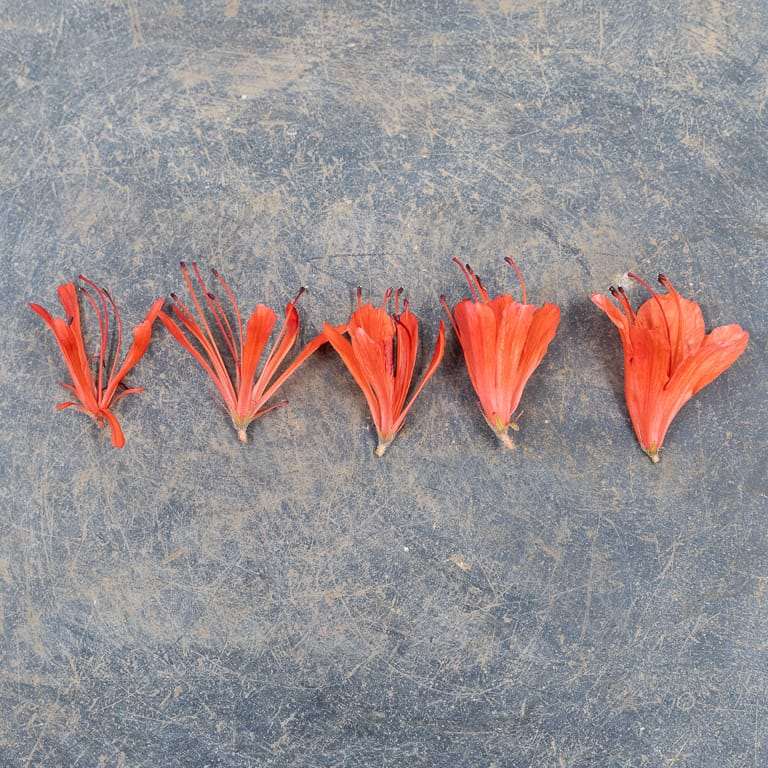 小月杜鹃花品种 金斋 图片