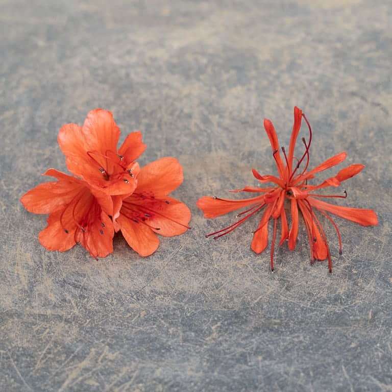 小月杜鹃花品种 金斋 图片