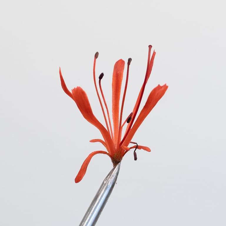 小月杜鹃花品种 金斋 图片