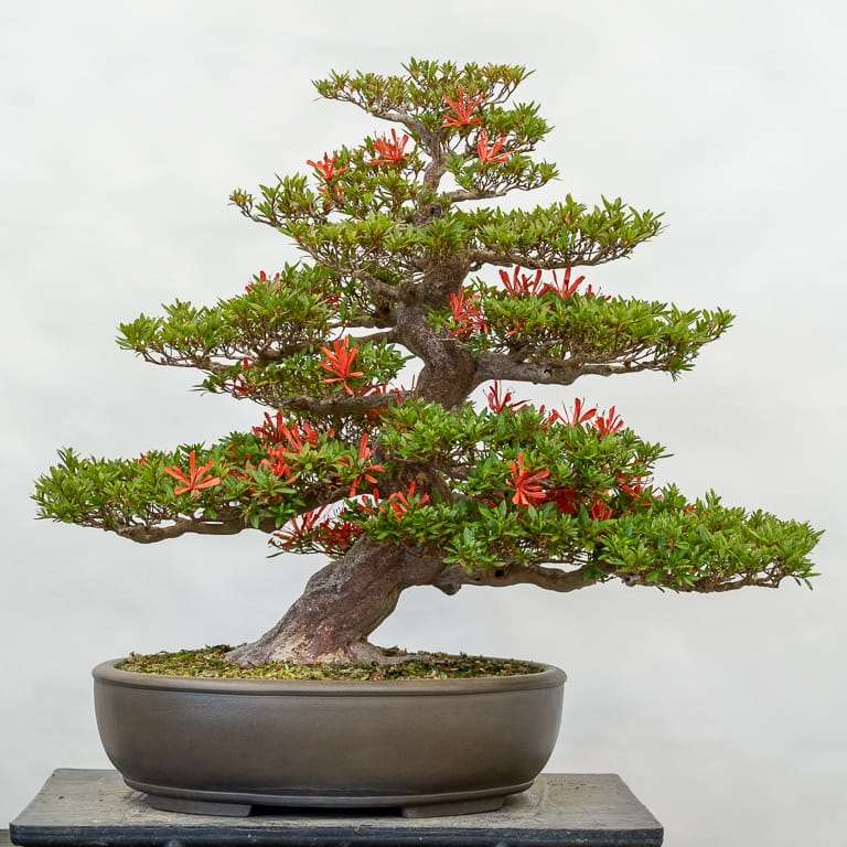 小月杜鹃花品种 金斋 图片