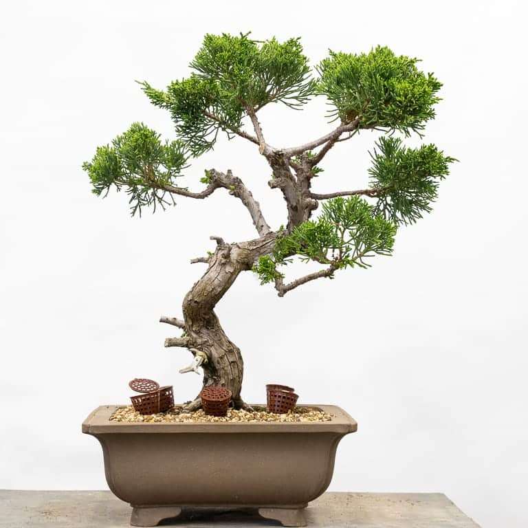 图解 丝鱼川怎么嫁接桧木盆景的13个过程