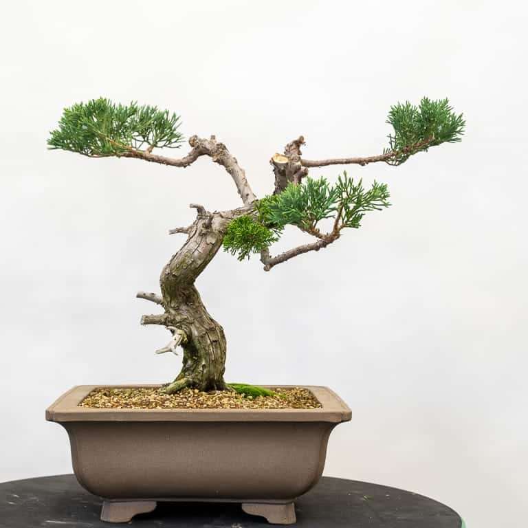 图解 丝鱼川怎么嫁接桧木盆景的13个过程