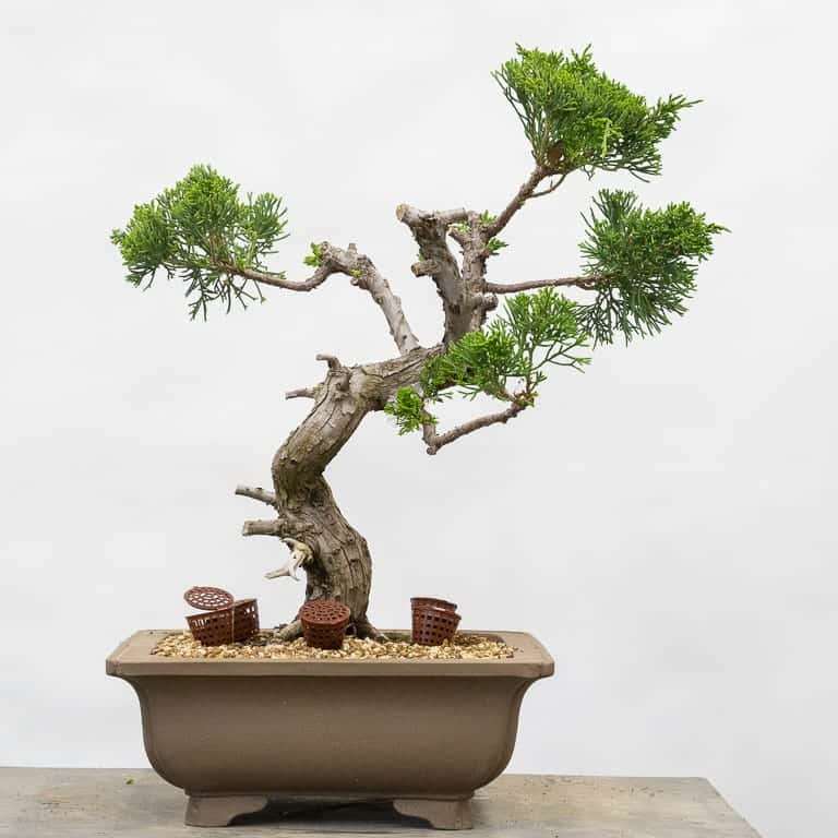 图解 丝鱼川怎么嫁接桧木盆景的13个过程