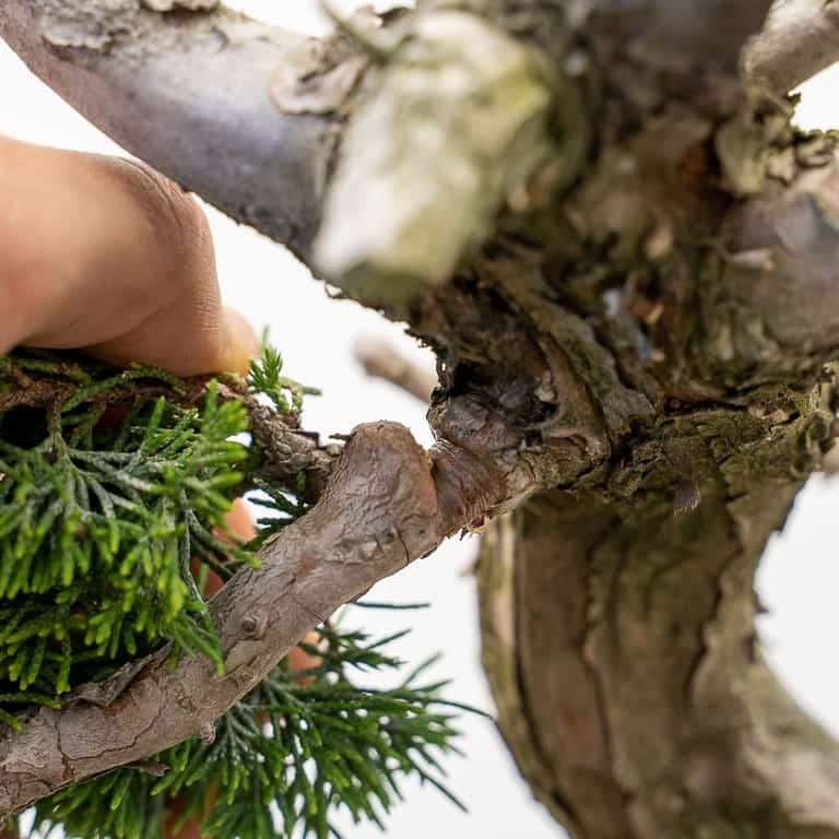 图解 丝鱼川怎么嫁接桧木盆景的13个过程