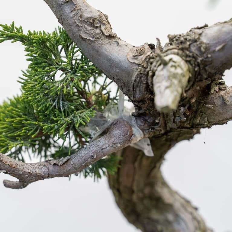 图解 丝鱼川怎么嫁接桧木盆景的13个过程