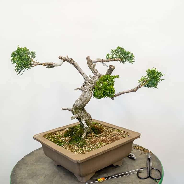 图解 丝鱼川怎么嫁接桧木盆景的13个过程