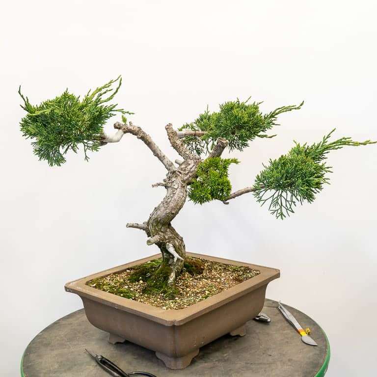 图解 丝鱼川怎么嫁接桧木盆景的13个过程