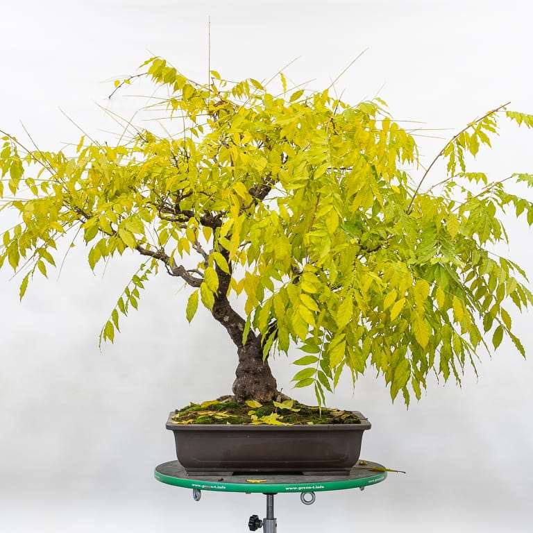 老外修剪紫藤盆景 前后 对比图片