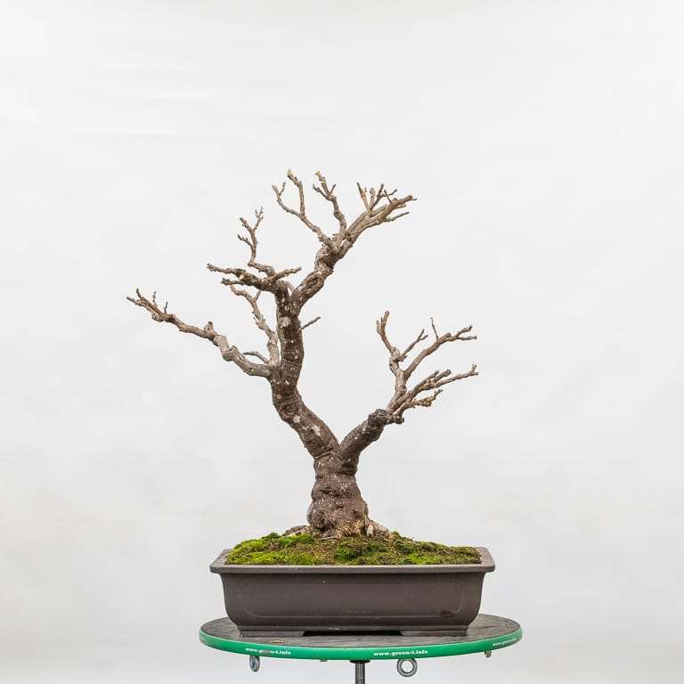 老外修剪紫藤盆景 前后 对比图片