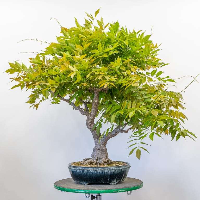 老外修剪紫藤盆景 前后 对比图片