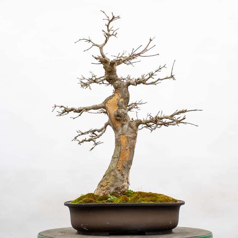 图解 三叉戟枫树盆景怎么翻盆的7个步骤