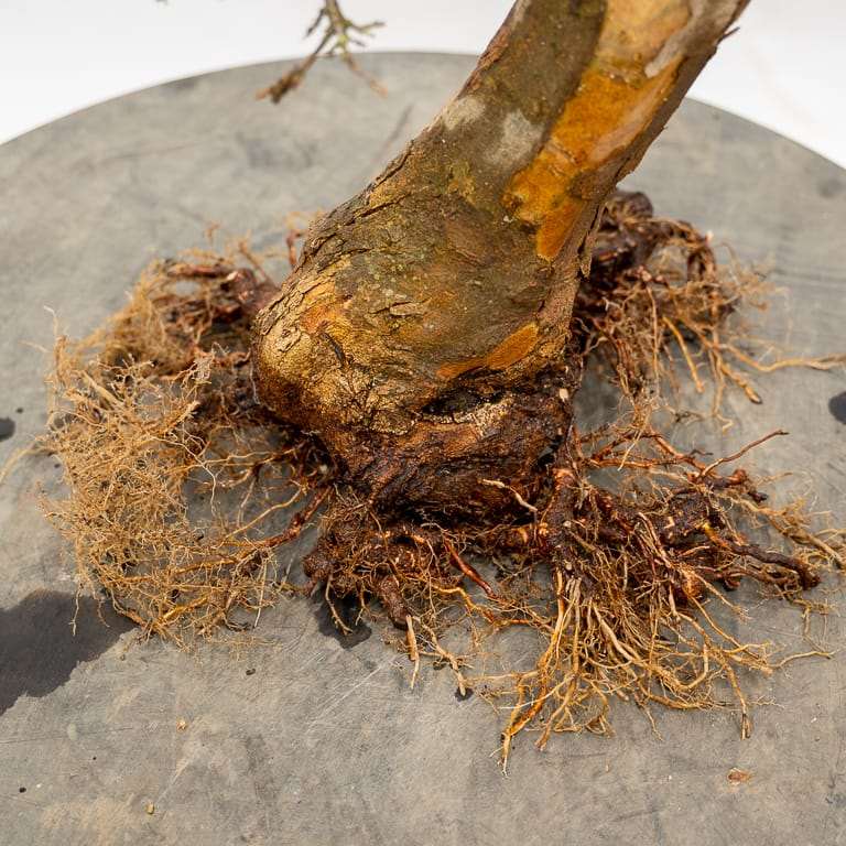 图解 三叉戟枫树盆景怎么翻盆的7个步骤