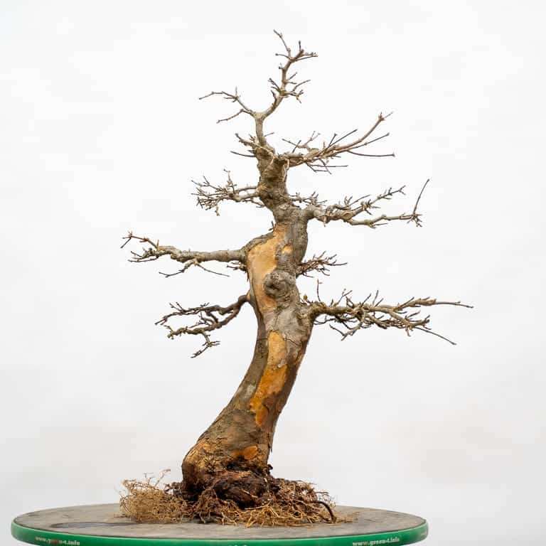 图解 三叉戟枫树盆景怎么翻盆的7个步骤