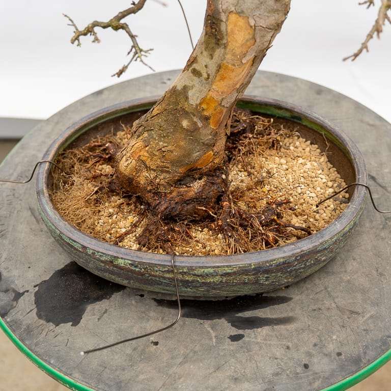 图解 三叉戟枫树盆景怎么翻盆的7个步骤