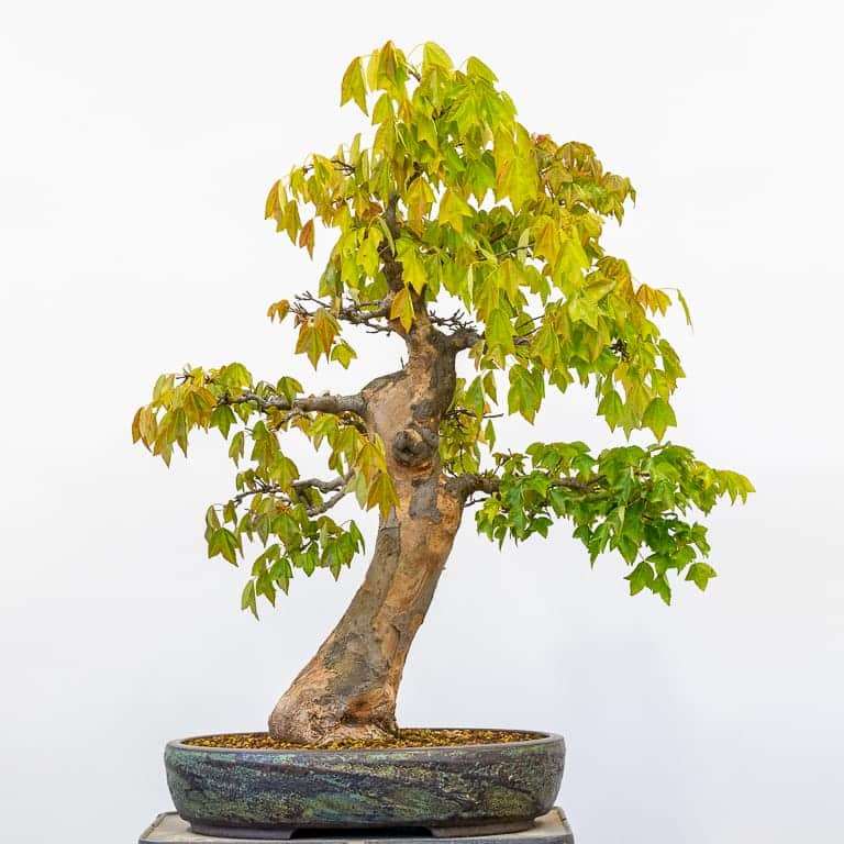 图解 三叉戟枫树盆景怎么翻盆的7个步骤