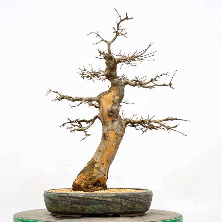 图解 三叉戟枫树盆景怎么翻盆的7个步骤