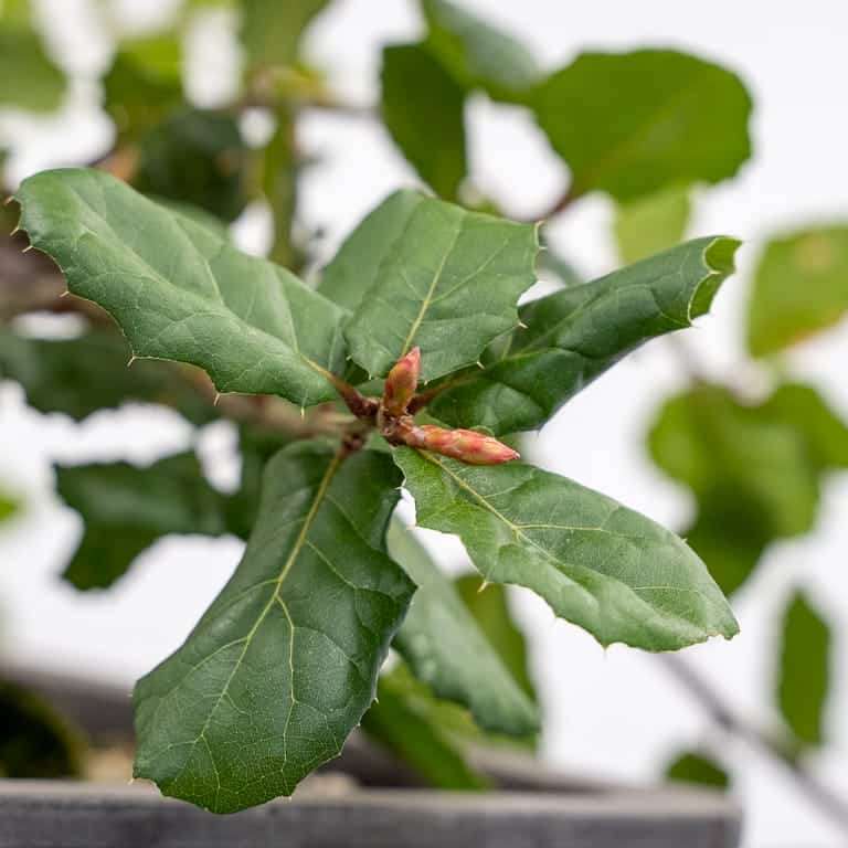 图解 海岸活橡树盆景怎么修剪的5个过程