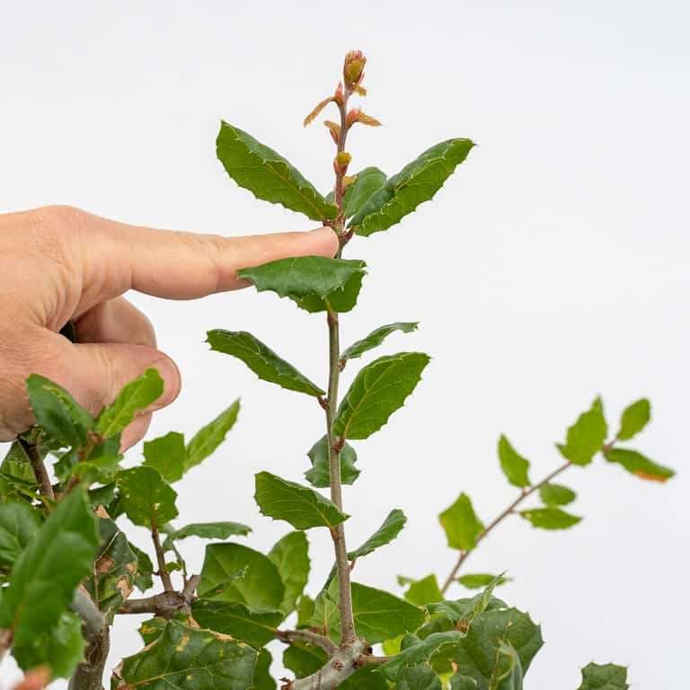 图解 海岸活橡树盆景怎么修剪的5个过程