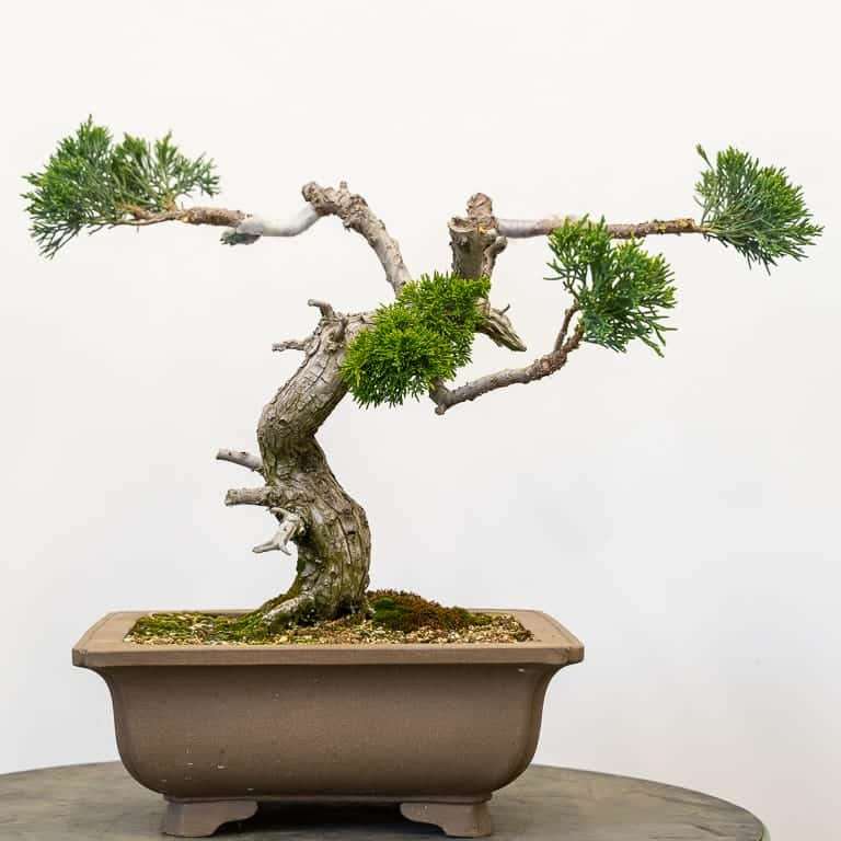 图解 丝鱼川怎么嫁接桧木盆景的13个过程