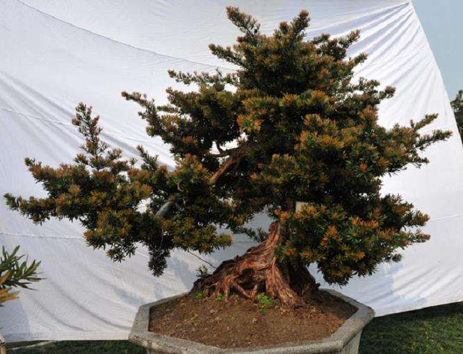 真趣松盆景是如何培育出来的 图片