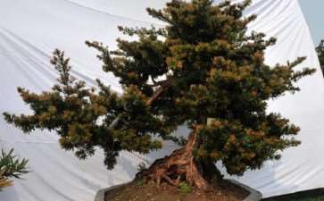 真趣松盆景是如何培育出来的 图片