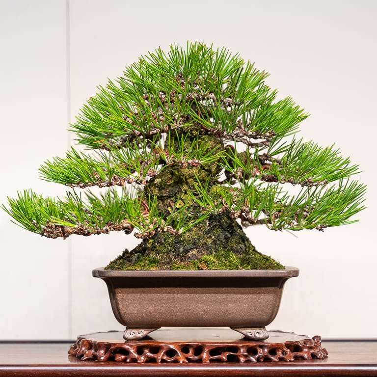 2020年 日本国府小品盆景展 图片