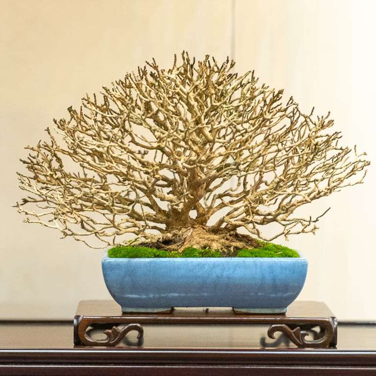 2020年 日本国府小品盆景展 图片