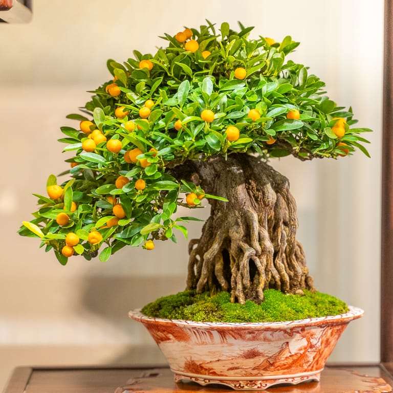 2020年 日本国府小品盆景展 图片