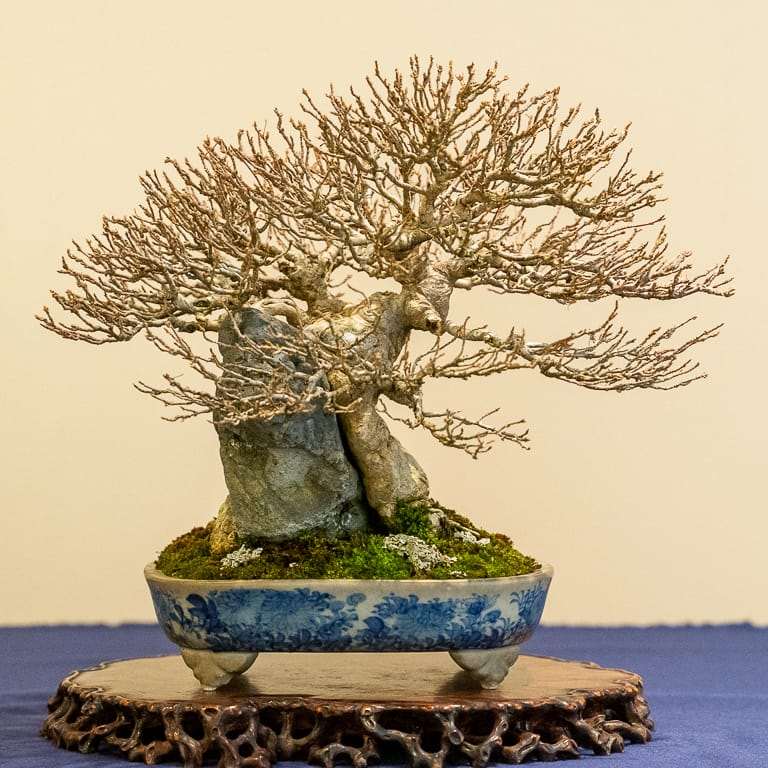 2020年 日本国府小品盆景展 图片