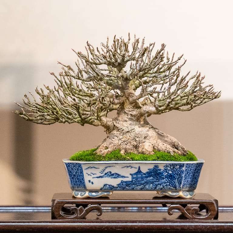 2020年 日本国府小品盆景展 图片