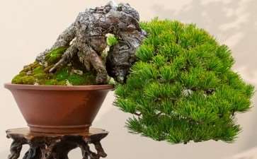 2020年 日本国府小品盆景展 图片