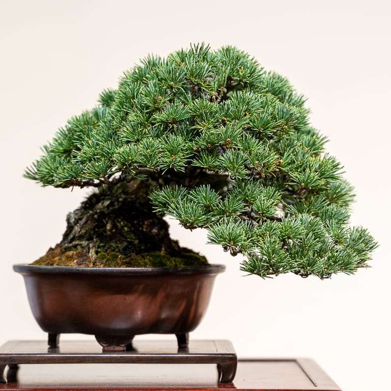 2020年 日本国府小品盆景展 图片